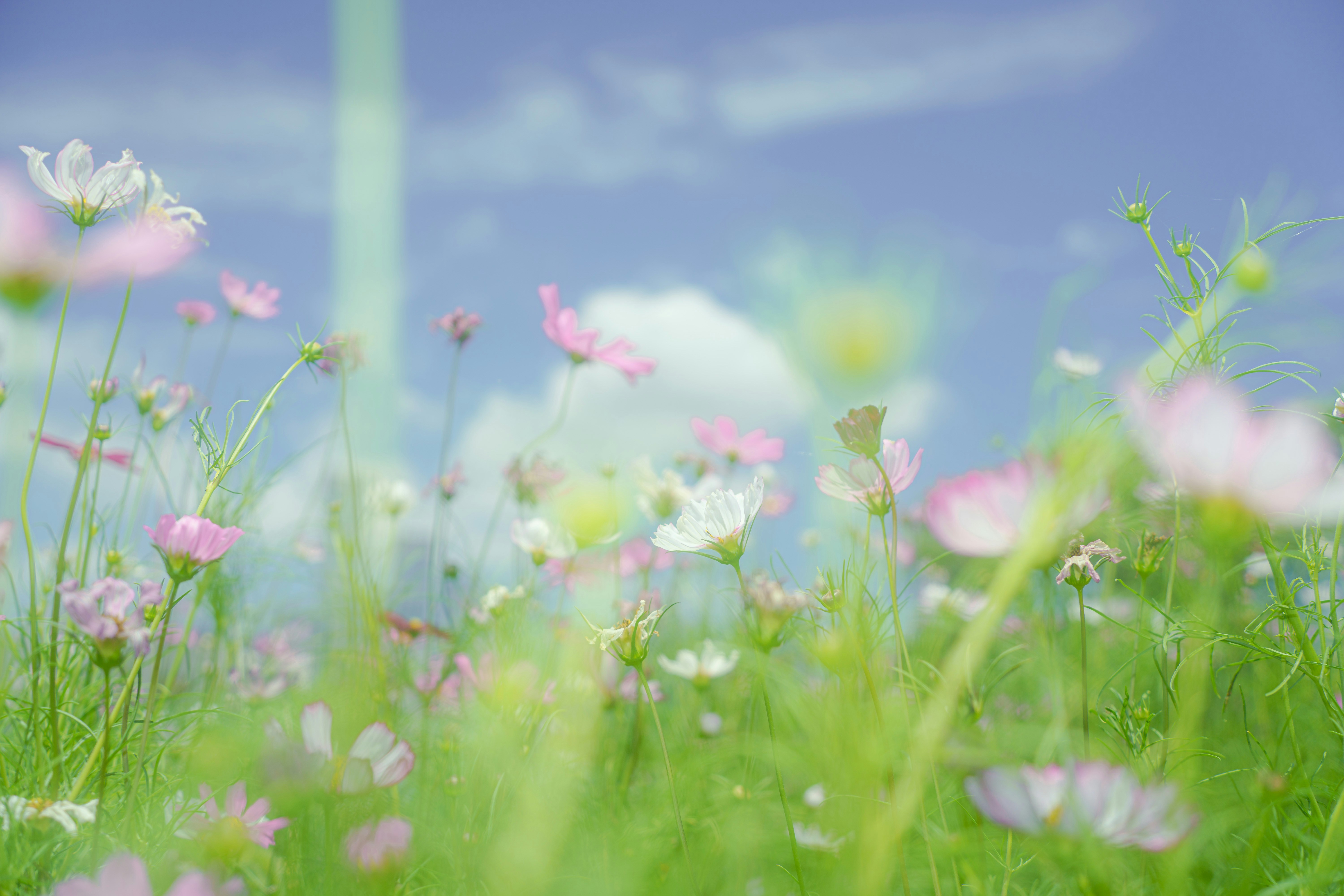 欧雷