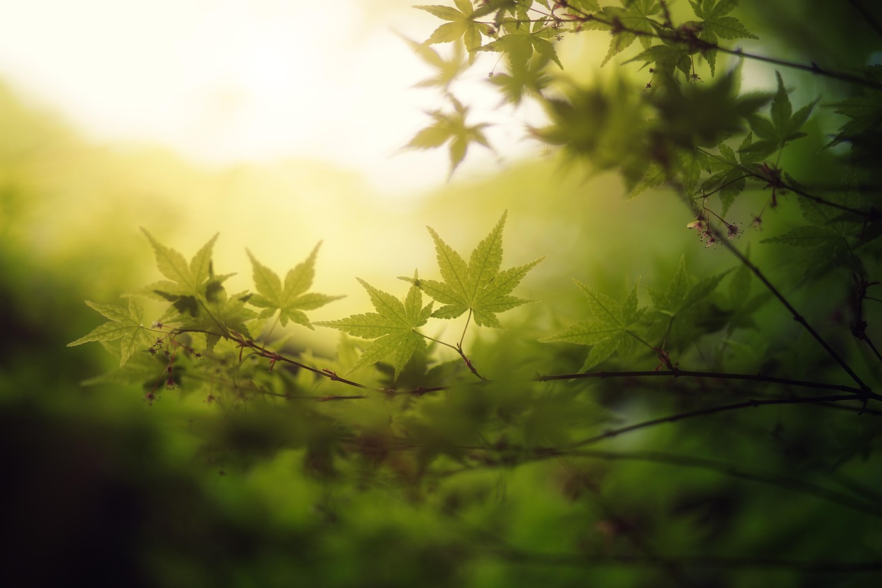 网易云热评《如风过境》