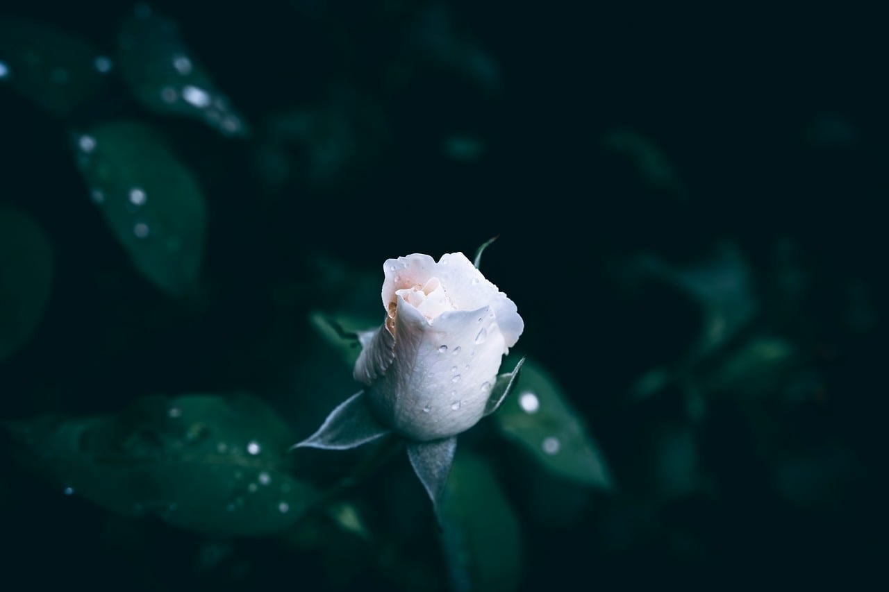 《时间煮雨》